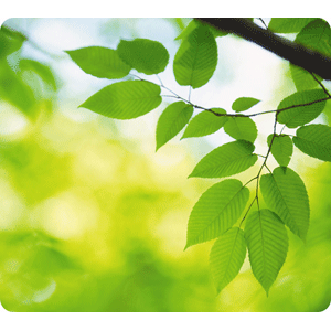 MOUSE PAD FELLOWES EARTH SERIES (HOJAS)
